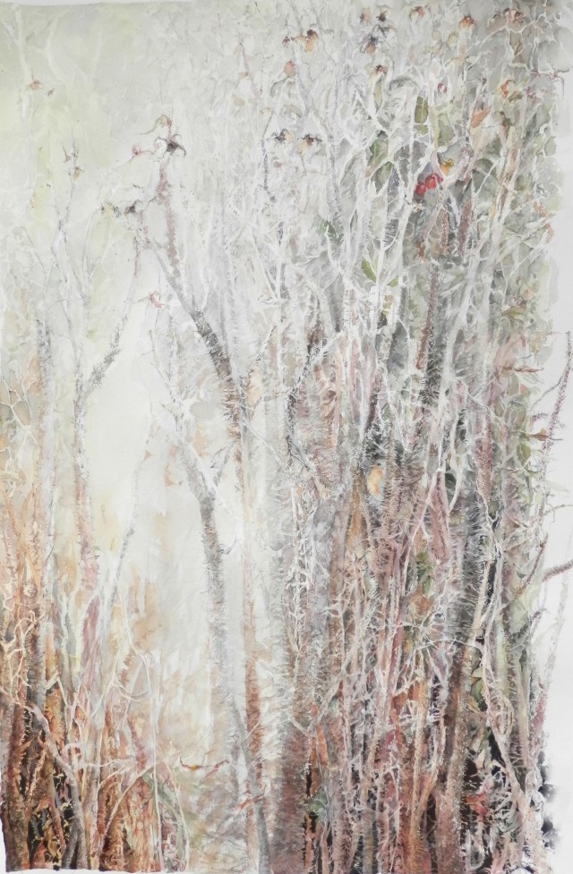 Rosal del petirrojo 1