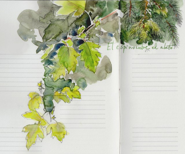 Espino y abeto bis